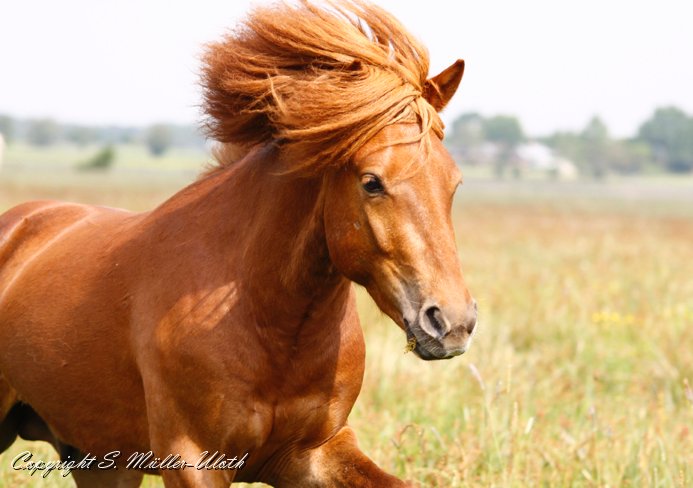 Dreyri 20110521 a.jpg